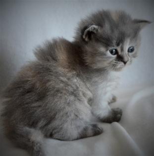 Maine Coon Babys