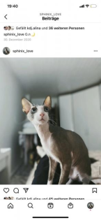 Deckkater