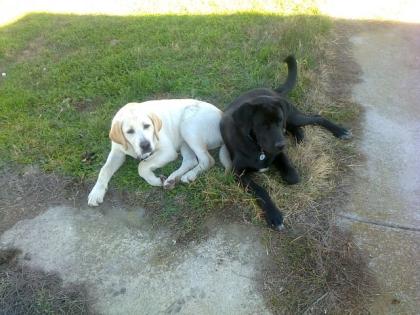 2 hübsche Labrador Retriever Mixe in liebevolle Hände abzugeben