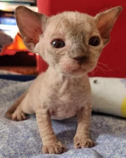 Süße Sphinx kitten