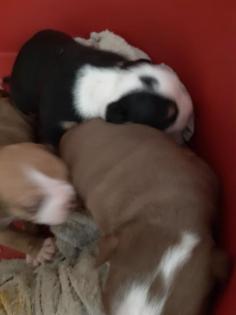 3 Old English Bulldog Welpen suchen bald neues Zuhause -