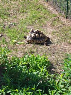 Phantherschildkröte