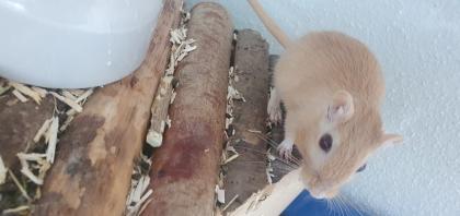 Zwei Rennmäuse mit Terrarium