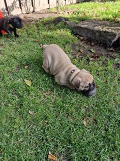 Französische Bulldogge Welpen mit Rute