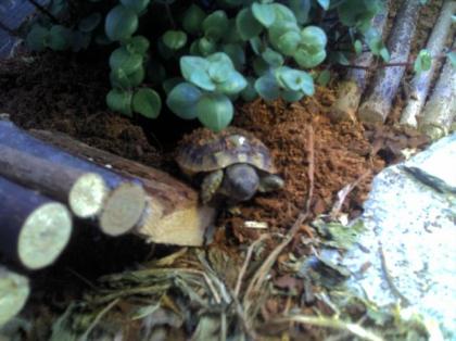 Griechische Landschildkröten Testudo hermani Nachzucht 2021 mit CITES