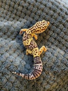 Leopardgeckos aus Rostock