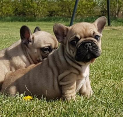 Französische Bulldogge
