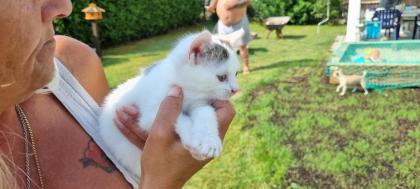 3 Miezis Hauskatzen absolut gesund