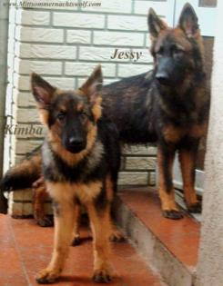 Altdeutsche Schäferhunde - Junghunde