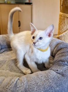 Traumhafte Balinesen Kitten suchen bald ihr neues Zuhause