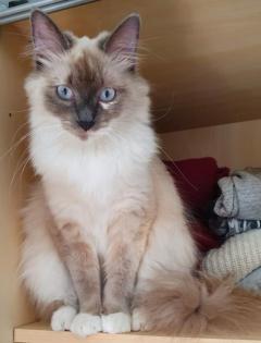 Deckkater Neva Masquarade / Sibiische Waldkatze gesucht