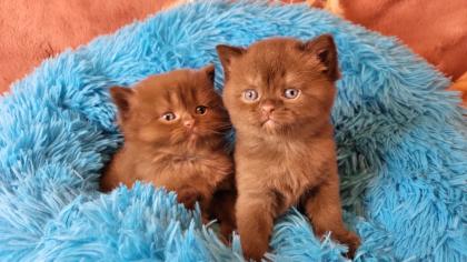 Bkh Kitten in seltener Farben. Stammbaum