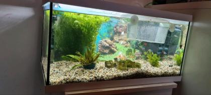 Aquarium mit Fisch und Zubehör