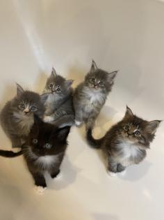 Bezaubernde Maine Coon Kitten