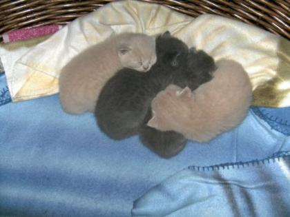 BKH - Kitten creme- und kartäuserfarben abzugeben