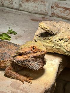 Drago Bartagame sucht neues Zuhause mit Terrarium