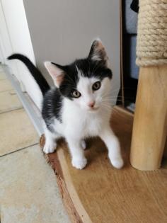 Katzenbabys Kitten abzugeben