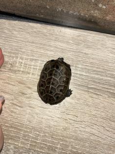 3 Kleine männliche Dreikielschildkröten