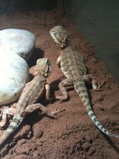 Verkaufe Zwergbartagam komplett mit Terrarium