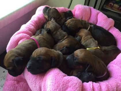 Rhodesian Ridgebackwelpen aus Championverpaarung