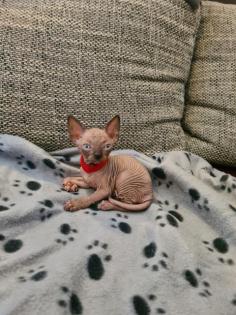 Canadian Sphynx Kitten