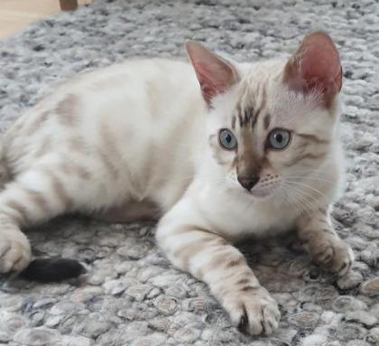 Bengal Kitten snow Katzenbaby seal lynx rosetted tabby