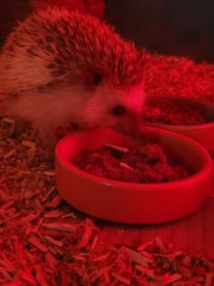 Weißbauchigel Weibchen 1Jahr zu verkaufen