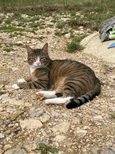 Kater Moritz noch immer vermisst