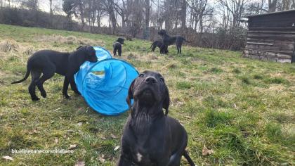 Saupackerwelpen Doggenmix Cane Corso Italiano