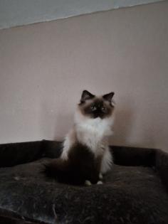 2 ragdoll mädels suchen ihr dosenöfner Platz vor preis