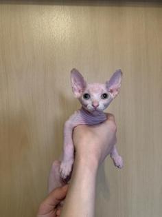 2 Kanadian Sphynx Mädchen