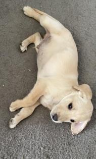 Aussiedor Mix