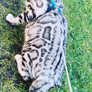 Jay jay Xxl Spottet Tabby Silber Bengaldame Zuchtzulassung 1. 5 Jahre alt