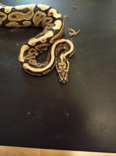 0. 1 Spotnose Yellowbelly