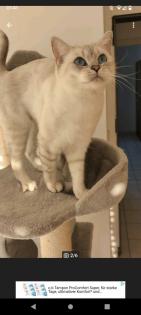 Bkh Seal silver Tabby Point mit Stammbaum