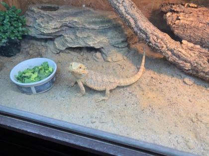 Bartagame mit Terrarium