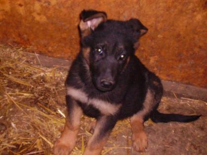 Schäferhund welpen