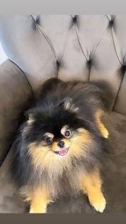 Pomeranian Black Tan Weibchen