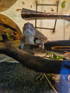 Klappschildkröte/ Wasserschildkröte