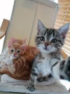 Mischlingskatzen Kitten BHK Mix