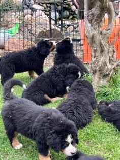 Berner Sennenhund Welpen suchen noch ein Zuhause