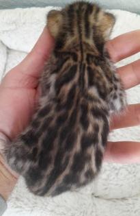 Unsere Süße Bengalkatze Cleo hat 3 Süsse Kitten bekommen