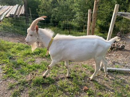 Ziegenbock