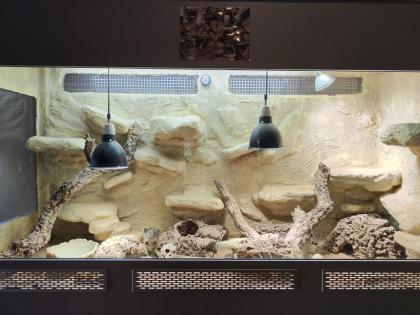 Bartagame m mit großem Terrarium, Quarantäneterrarium inkl. Beleuchtung und viel Zubehör
