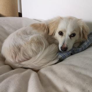 Suki / Status sucht ein Zuhause
