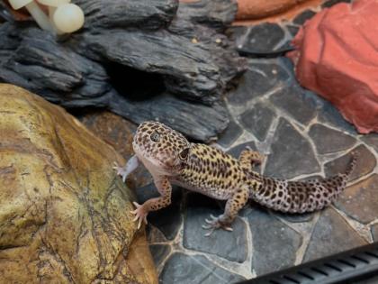Leopardgeckos suchen neues zu Hause