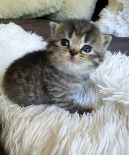 Süsse reinrassige Bkh Kitten