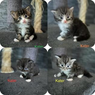 4 Maine Coon Kitten Kater