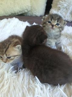 Süsse reinrassige Bkh Kitten