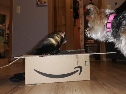 Zwei süße Frettchen Brüder